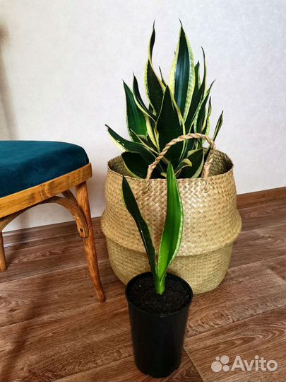 Сансевиерия