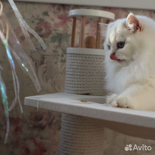 Британские котята поинт серебристая шиншилла