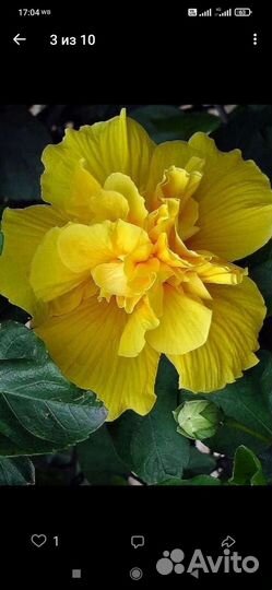 Сортовые гибискусы