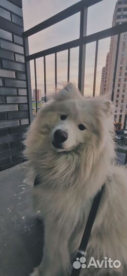 Самоедская собака (самоед)