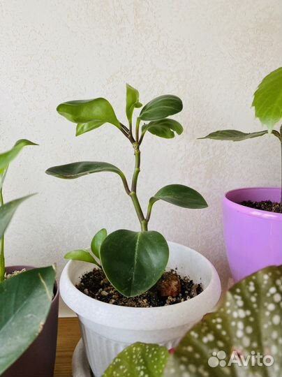 Пеперомия, толстянка, алоэ,хавортия