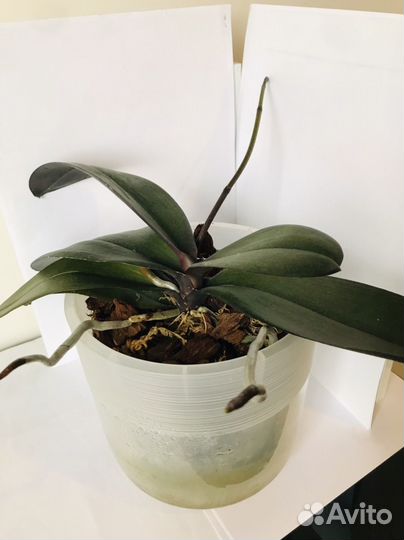 Орхидея фаленопсис