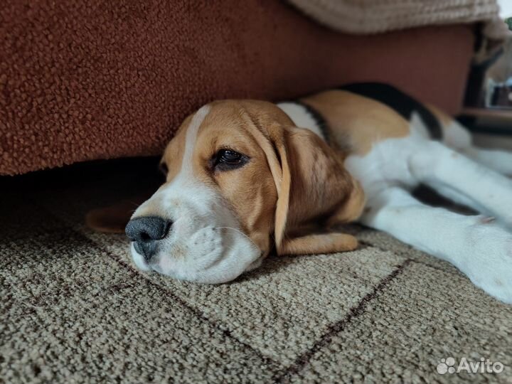 Щенки бигль