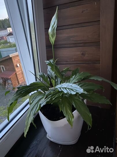 Спатифиллум