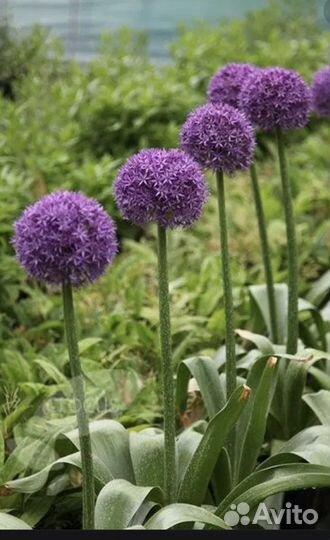 Рассада аллиум