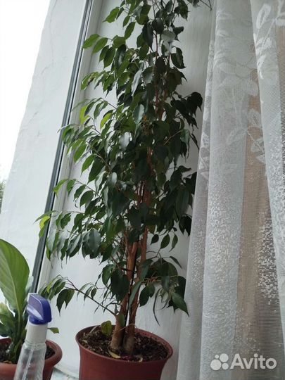 Фикус и Фикус бенджамина