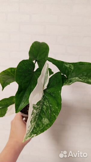 Сингониум imperial вайт в стакане 0.5 л