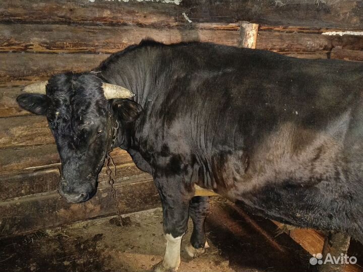 Продам быка и двух коров