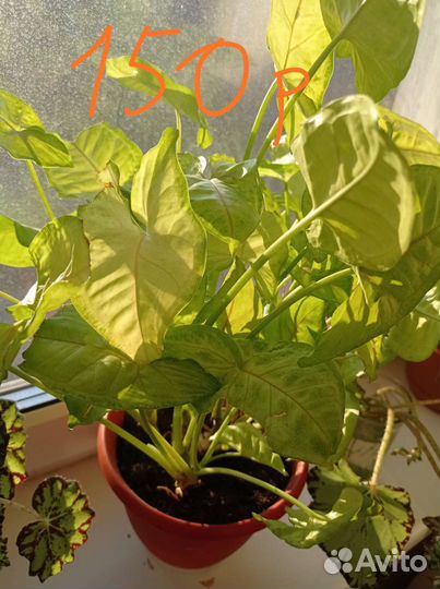 Комнатные растения