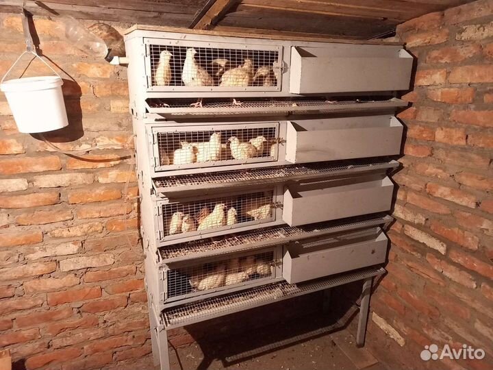 Клетки для перепелов