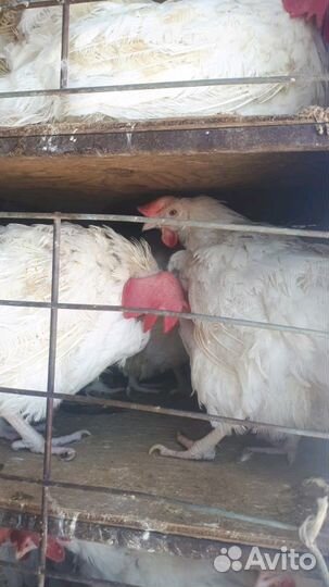 Куры годовалые