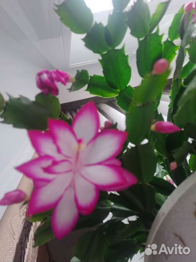 Декабрист шлюмбергера сортовые