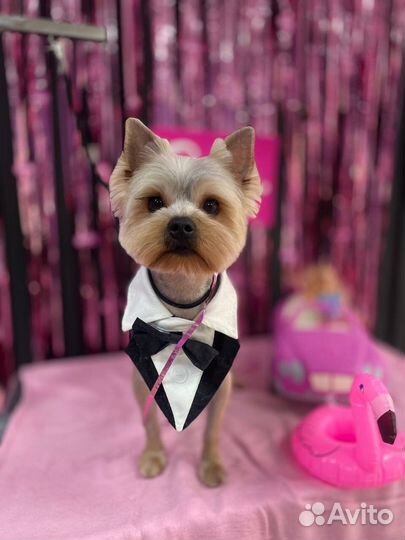 Стрижка собак и кошек (груминг)