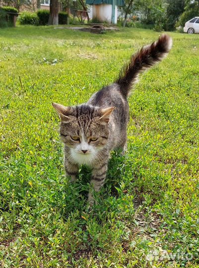 Котенок мальчик в добрые руки