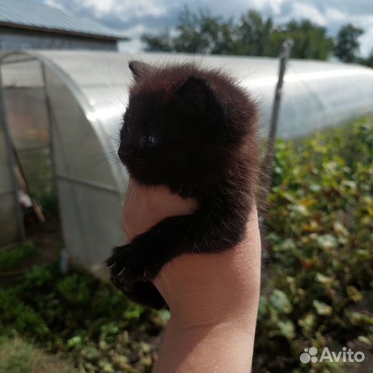 Котенок в добрые руки