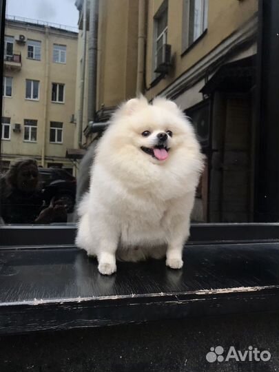 Шпиц померанский Вязка Медвежонок