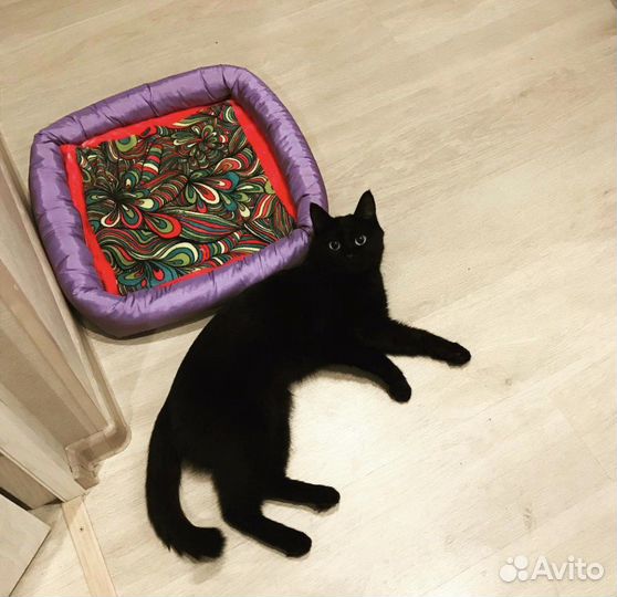 Кошка Ева черная