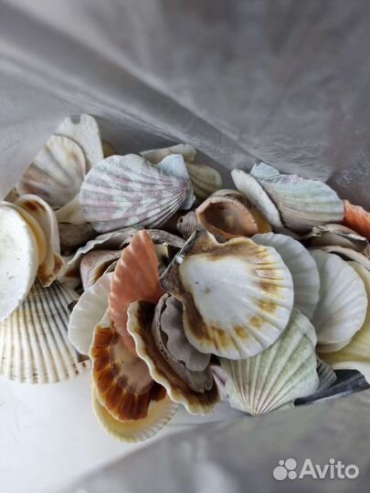 Ракушки