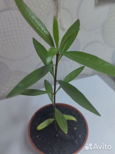 Карликовый гранат