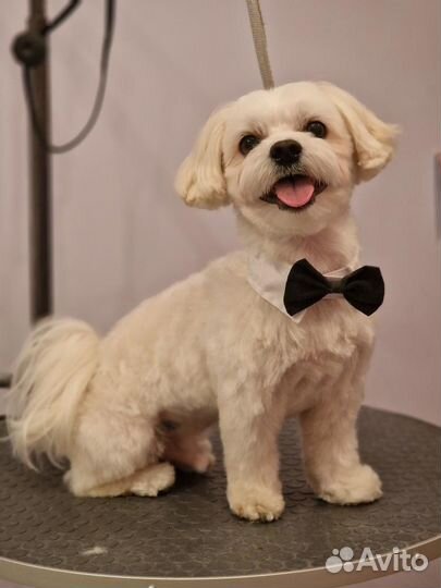 Собака для вязки