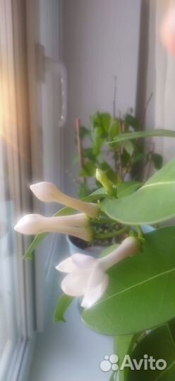 Мадагаскарский жасмин