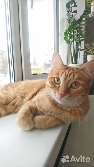 Кошечка Мальта