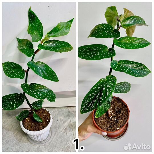 Бегонии сортовые разные