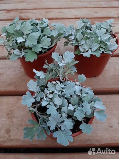 Полынь Стэллера