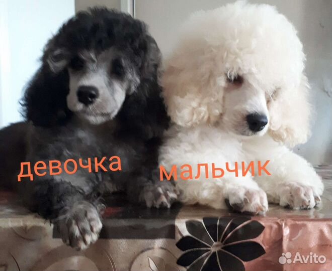Карликовый пудель /мальчик и девочка