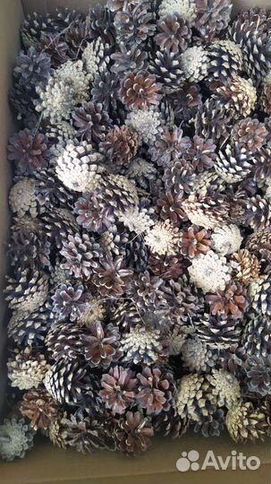 Шишки для поделок,интерьера