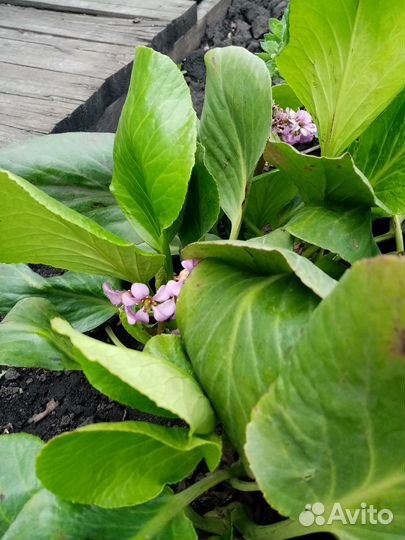 Бадан многолетний