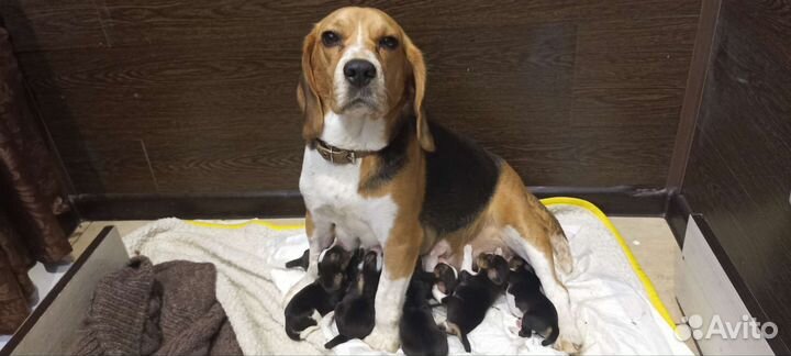 Щенки бигль