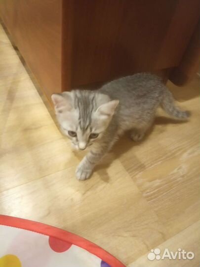 Котенок Бусинка