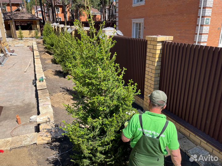 Ель пышная крупномер