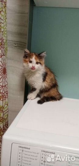 Котёнок