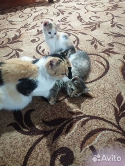 Кошки в добрые руки бесплатно