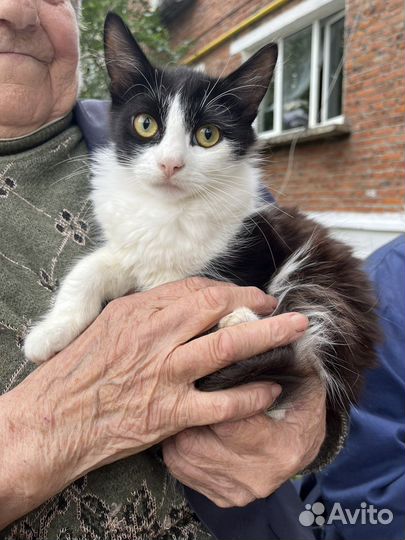 Котенок девочка в добрые руки