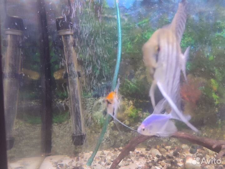 Аквариум с рыбками