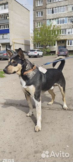 Лучший пес в мире ищет дом