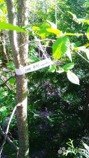 Дуб, Вяз, Клён, Туя - деревья саженцы