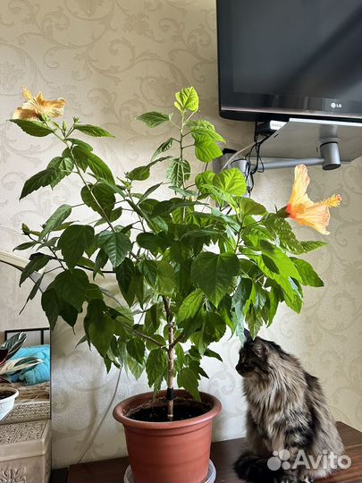 Гибискус