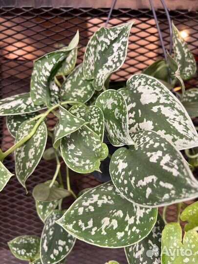 Сциндапсус Пиктус