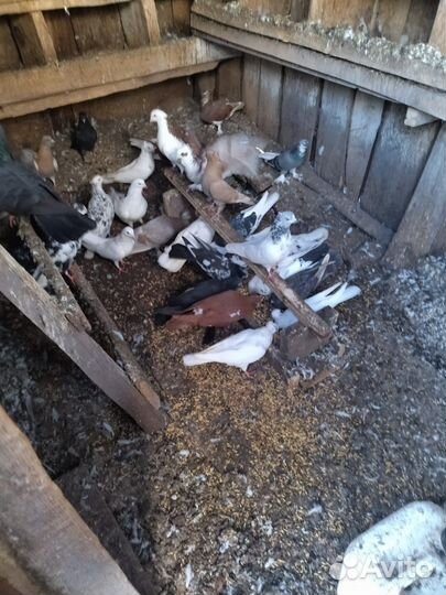 Бакинские бойные голуби