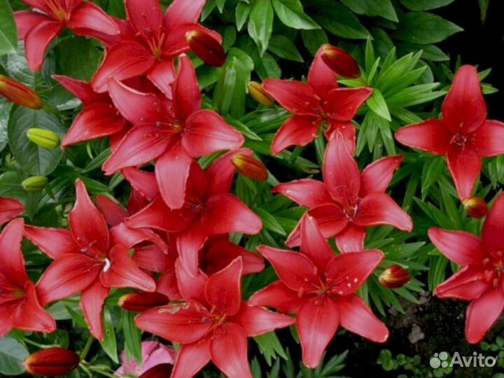 Лилия саженцы Америка