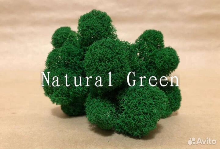 Стабилизированный мох оптом и в розницу