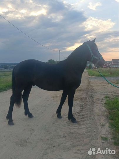 Мерин на продажу