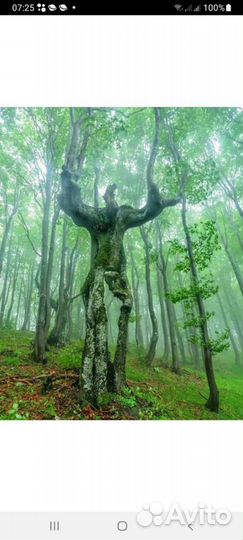 Спил деревьев