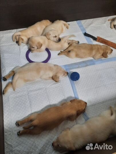 Щенки лабрадора