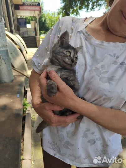 Кошка в дар бесплатно