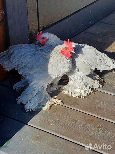 Петушки породы Мильфлёр 3,5 месяца